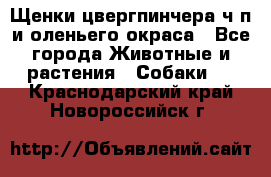 Щенки цвергпинчера ч/п и оленьего окраса - Все города Животные и растения » Собаки   . Краснодарский край,Новороссийск г.